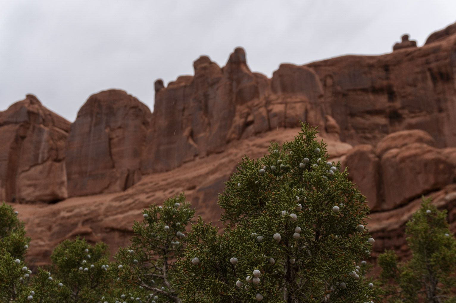 Bright juniper berries with red rocks above and sky above that